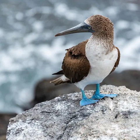 Fou à pieds bleus