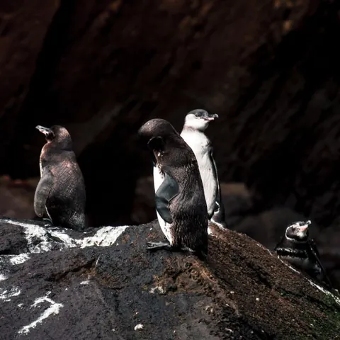 Manchot des Galápagos