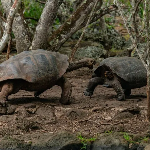 Tortue géante des Galápagos