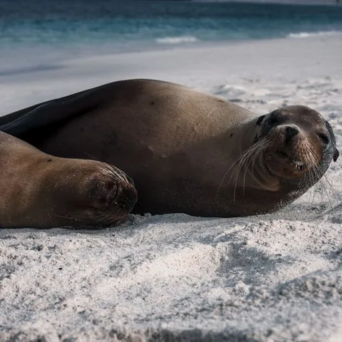 Otarie des Galápagos